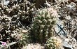 Preview photo Echinopsis maytana