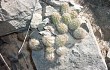 Anteprima di Echinopsis maytana