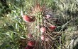 Vista previa de Echinopsis baumannii