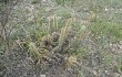 Preview photo Echinopsis baumannii