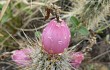 Preview photo Echinopsis baumannii