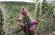 Preview photo Echinopsis baumannii