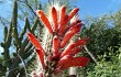 Anteprima di Echinopsis baumannii