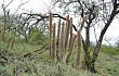 Anteprima di Echinopsis baumannii