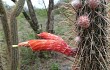 Preview photo Echinopsis baumannii