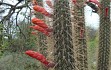 Vista previa de Echinopsis baumannii