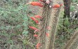 Preview photo Echinopsis baumannii