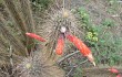 Anteprima di Echinopsis baumannii
