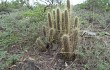 Preview photo Echinopsis baumannii