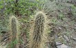 Anteprima di Echinopsis baumannii