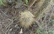 Anteprima di Echinopsis baumannii