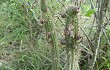 Vista previa de Echinopsis baumannii