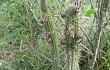 Anteprima di Echinopsis baumannii