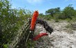 Vista previa de Echinopsis baumannii