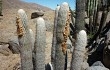 Anteprima di Echinopsis melanostele