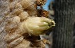 Anteprima di Echinopsis melanostele