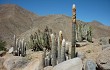 Preview photo Echinopsis melanostele