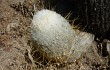 Vista previa de Echinopsis melanostele