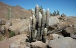 Vista previa de Echinopsis melanostele