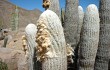 Anteprima di Echinopsis melanostele