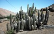 Vista previa de Echinopsis melanostele