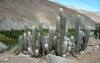 Vista previa de Echinopsis melanostele