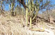 Anteprima di Echinopsis micropetala