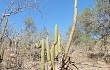 Vista previa de Echinopsis micropetala