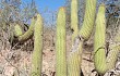 Anteprima di Echinopsis micropetala