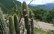 Preview photo Echinopsis micropetala