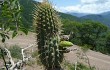 Anteprima di Echinopsis micropetala