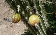 Anteprima di Echinopsis micropetala