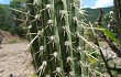 Vista previa de Echinopsis micropetala