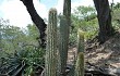 Preview photo Echinopsis micropetala