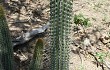 Anteprima di Echinopsis micropetala