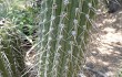 Anteprima di Echinopsis micropetala