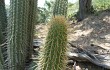 Preview photo Echinopsis micropetala