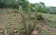 Preview photo Echinopsis micropetala