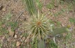 Anteprima di Echinopsis micropetala