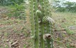 Anteprima di Echinopsis micropetala