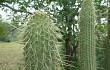 Anteprima di Echinopsis micropetala