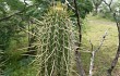 Anteprima di Echinopsis micropetala