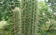 Anteprima di Echinopsis micropetala