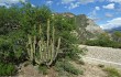 Preview photo Echinopsis micropetala