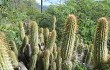 Anteprima di Echinopsis micropetala