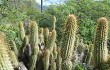 Vista previa de Echinopsis micropetala