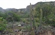 Preview photo Echinopsis micropetala