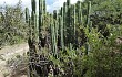 Anteprima di Echinopsis pachanoi