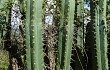 Anteprima di Echinopsis pachanoi