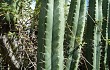 Anteprima di Echinopsis pachanoi